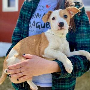 Donate to North Country Animal League