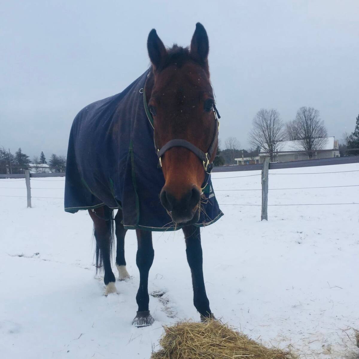 Sponsor Mirky the horse