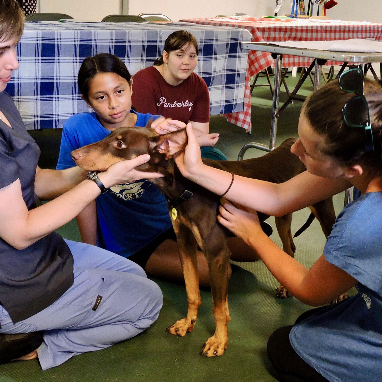 NCAL Be a Vet Summer Camp