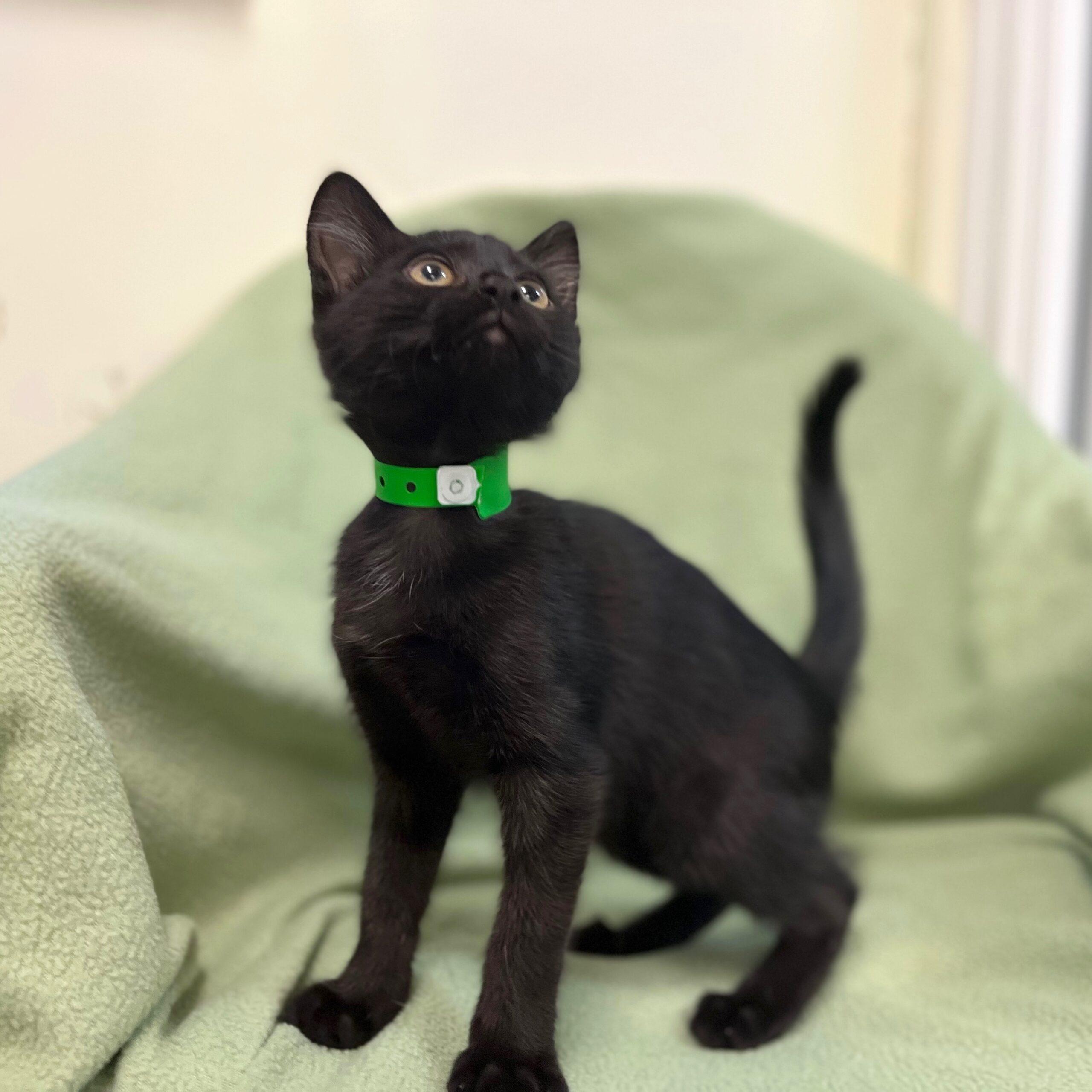 Baloo Kitten Baloo Kitten