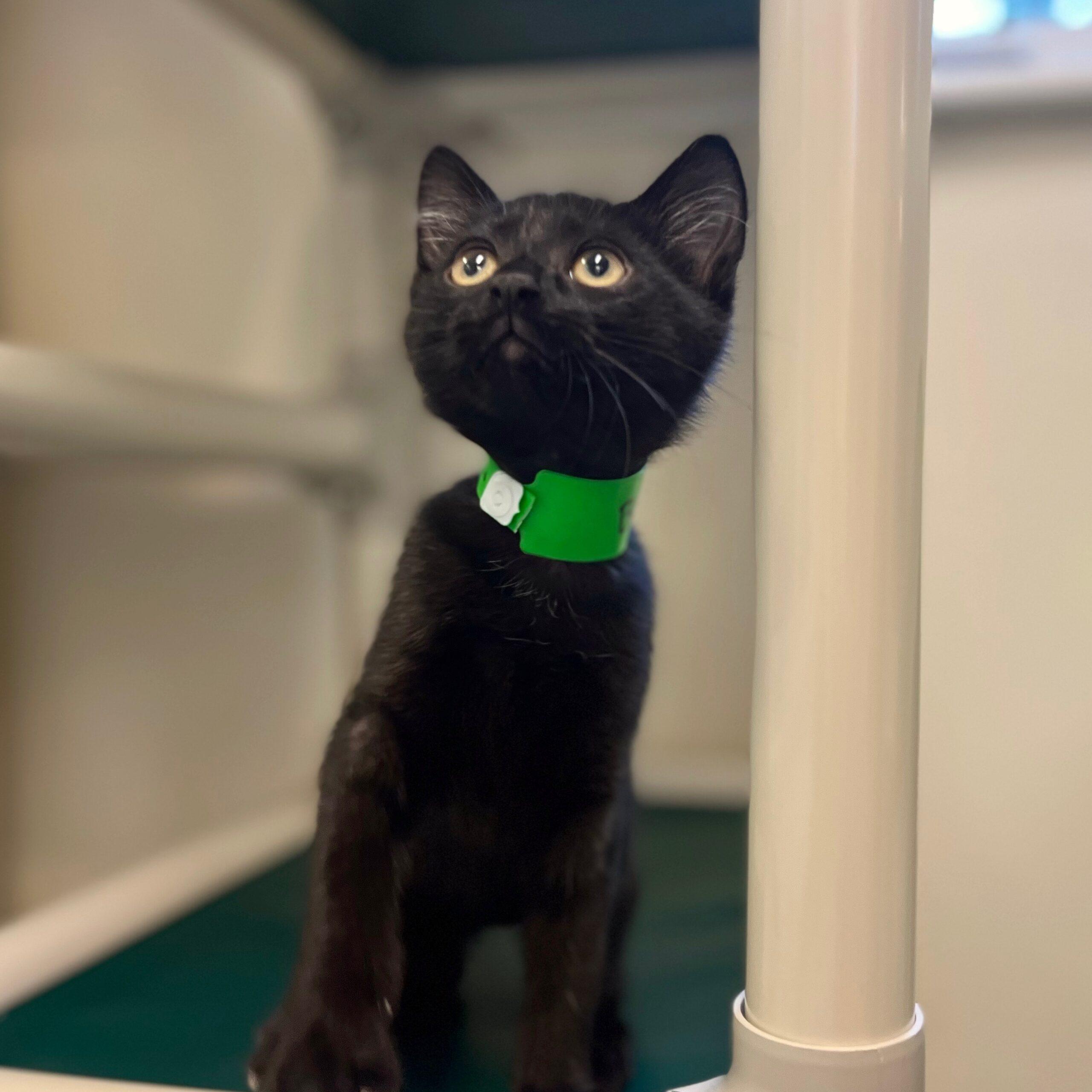 Baloo Kitten Baloo Kitten