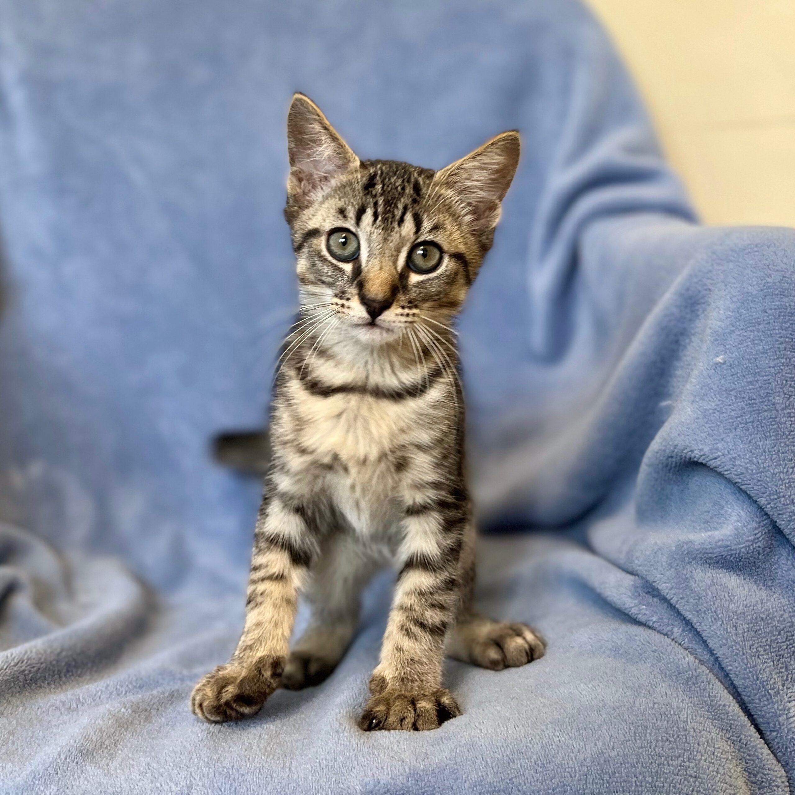 Tyson Kitten Tyson Kitten