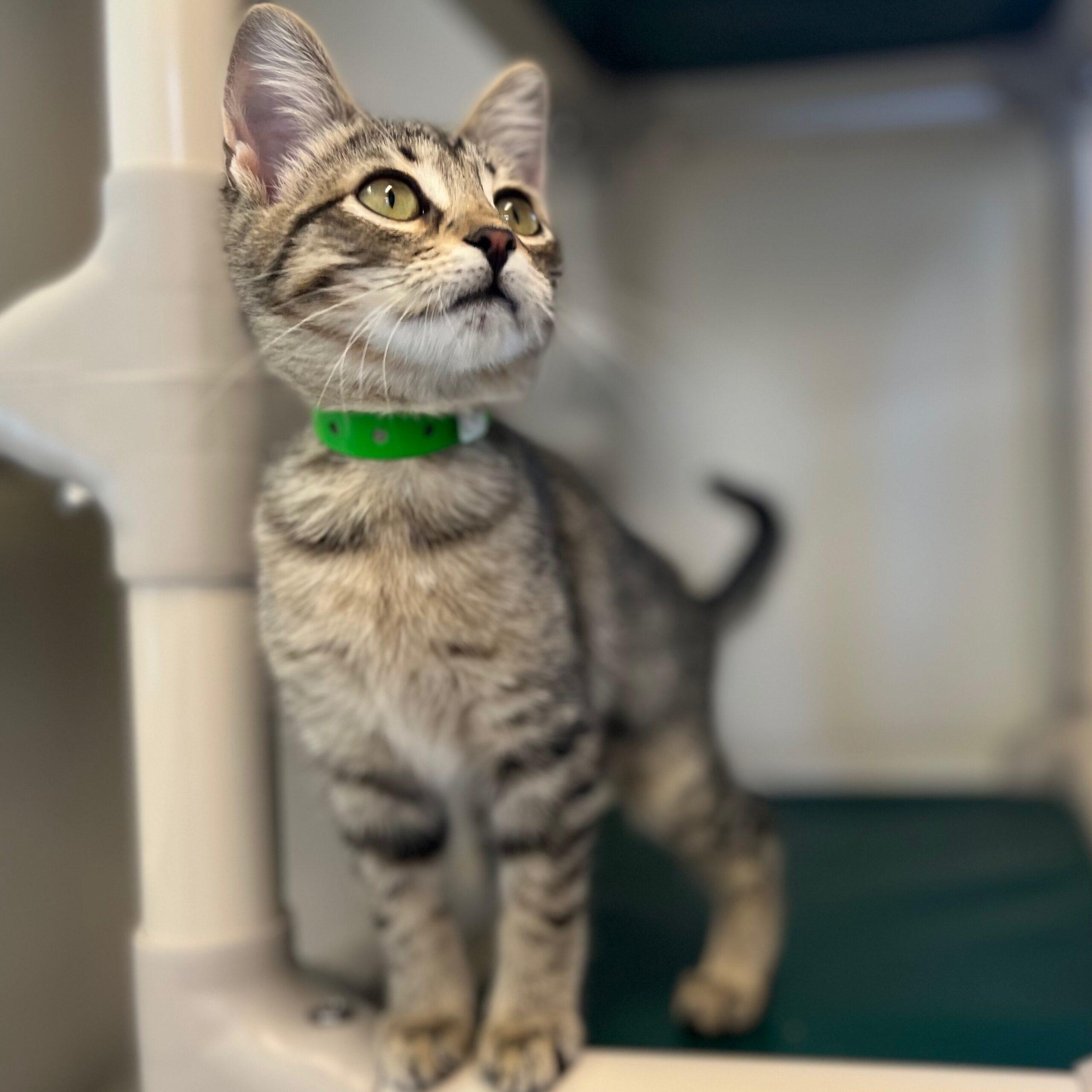 Century Kitten Century Kitten