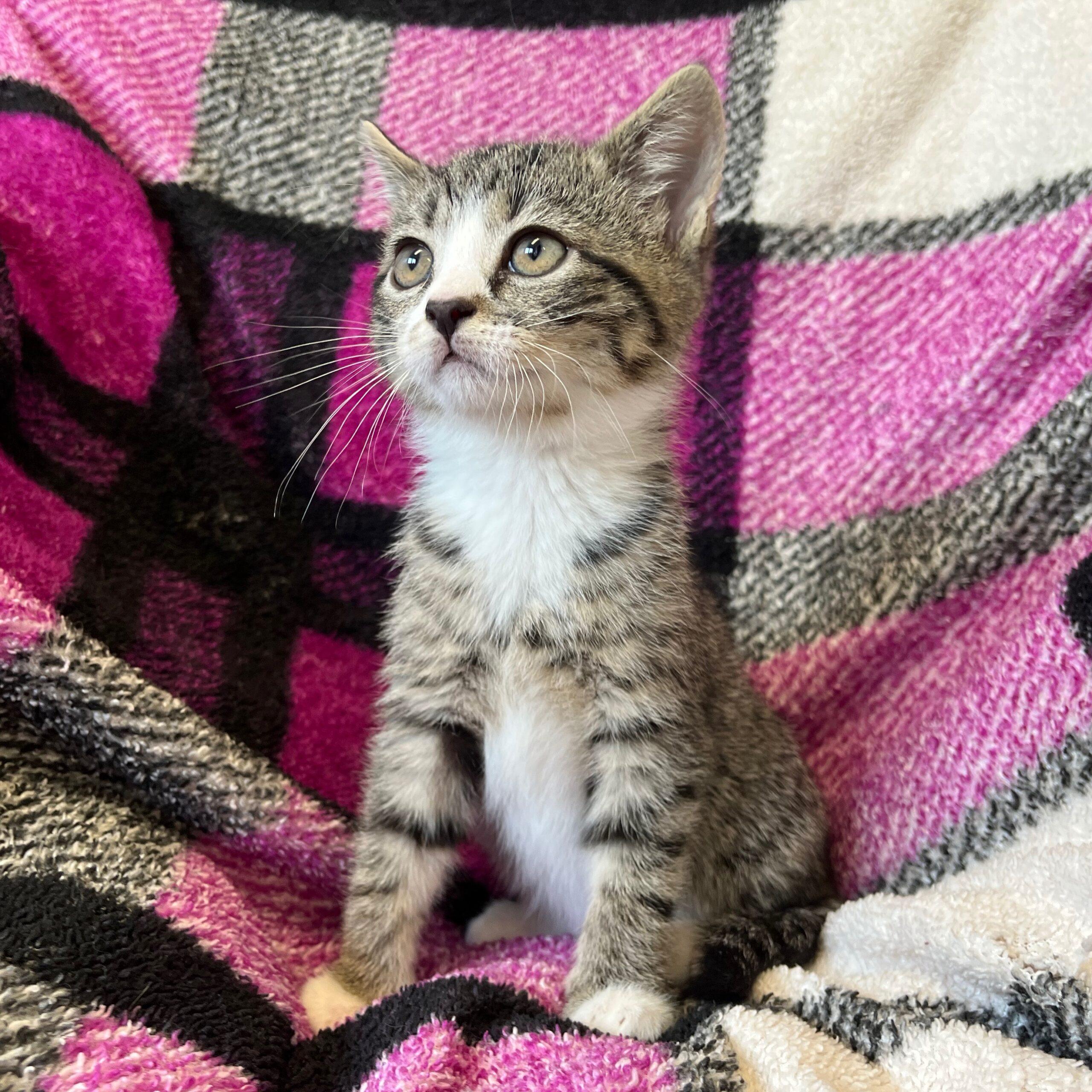 Lynx Kitten