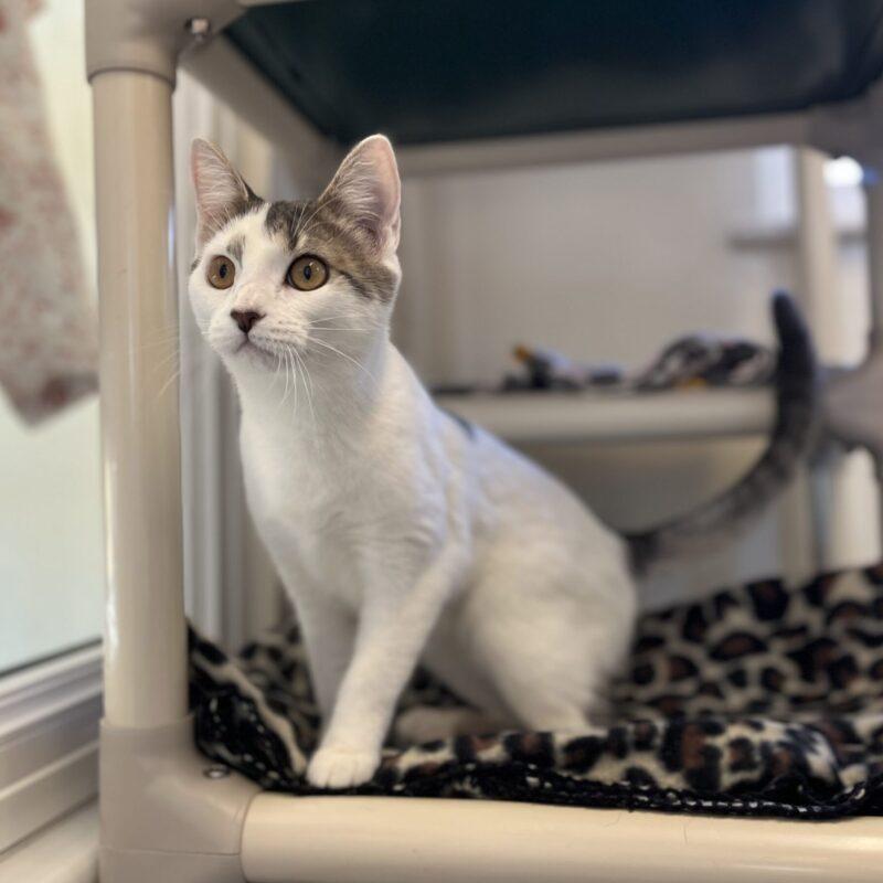Patsy- Adopted! – North Country Animal League