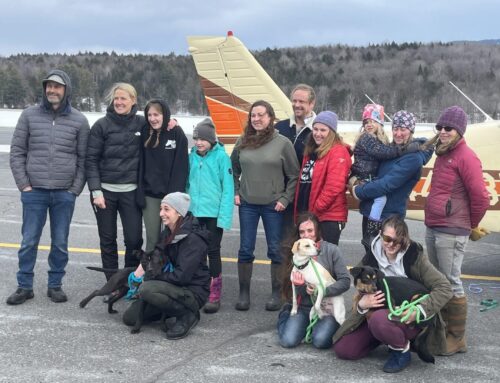 Freedom Flight Lands in Morrisville with Three Rescue Dogs
