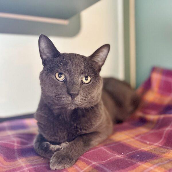 Available Cats North Country Animal League