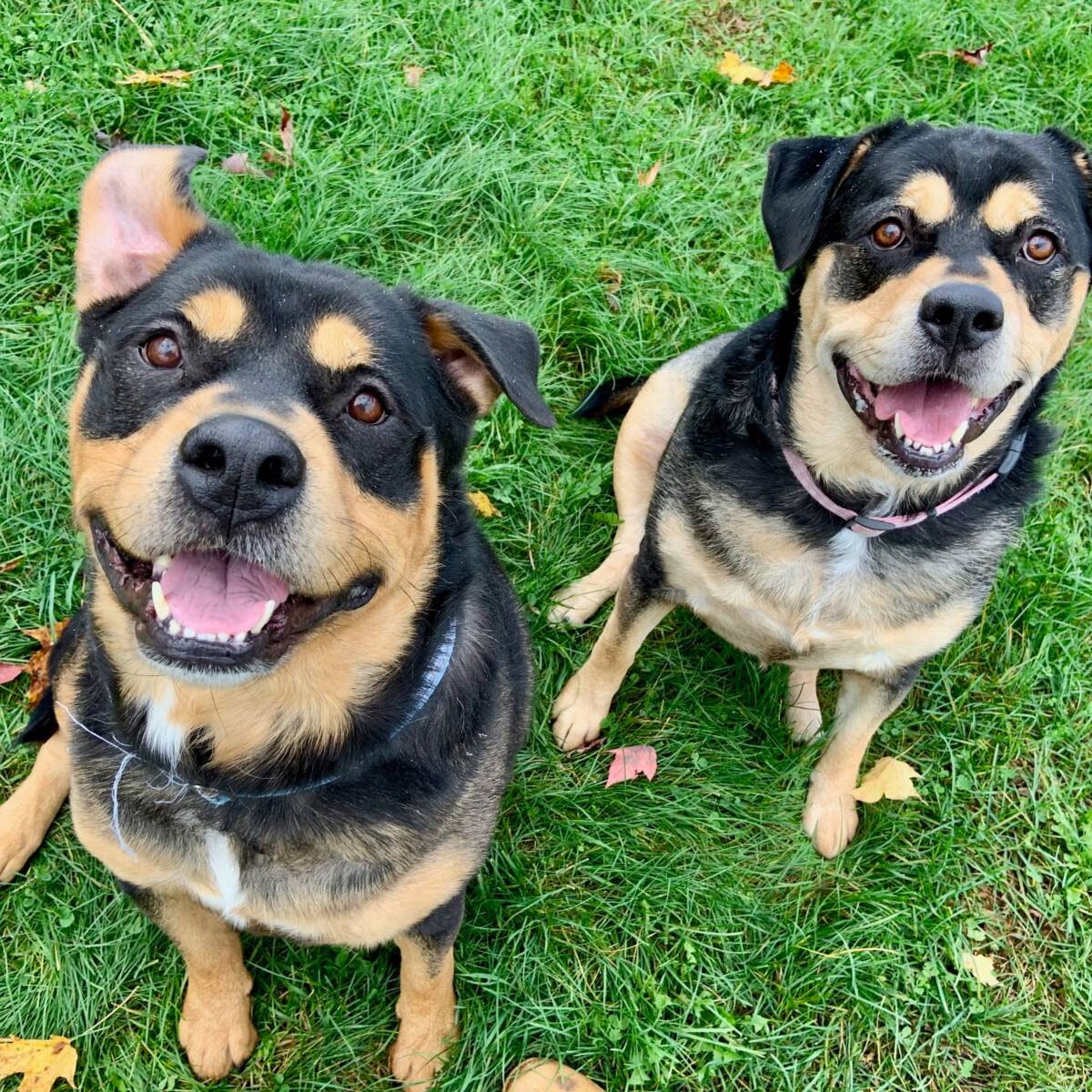 Adopt Bear & Princess Adopt Bear & Princess