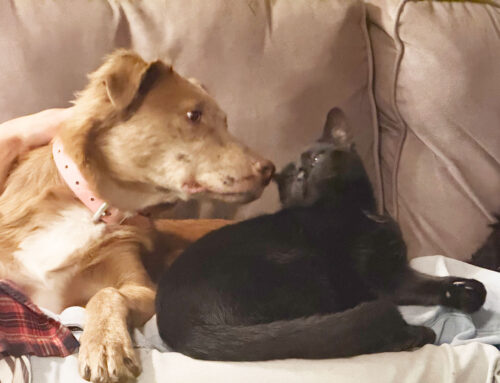 Keeping Families Together: The Heart of the Vermont Pet Support Program