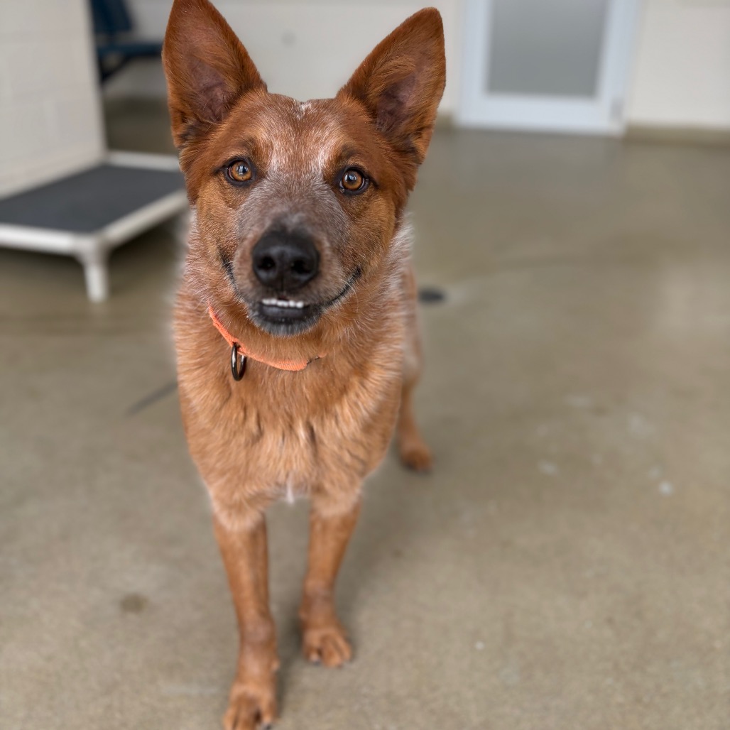 Newton is available for adoption