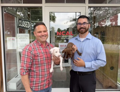 A New Safety Net for Stray Animals: NCAL’s Regional Partnership Takes Effect